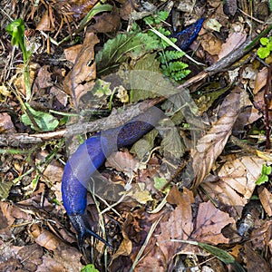 Carpathian blue slug