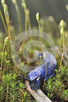 Carpathian blue slug (Bielzia coerulans)