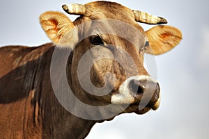 Carpathian brown cow outdoor close-up