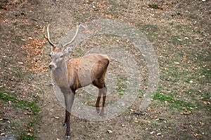 Carpathian brown deer with branched horns in nature