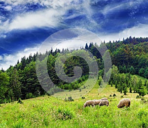 Carpathian cattle