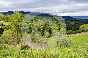 carpathian countryside with grassy meadows