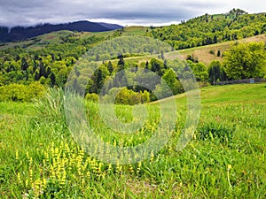 carpathian countryside with grassy meadows