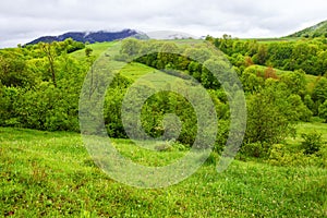 carpathian countryside landscape in spring