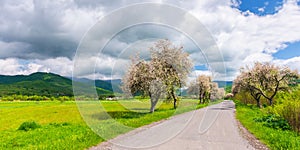 Carpathian countryside in springtime