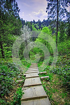 In the Carpathian forest