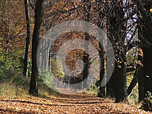 Carpathian forest in november