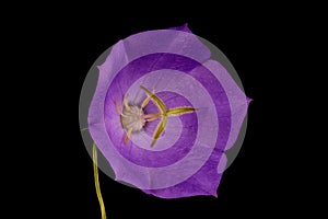 Carpathian Harebell (Campanula carpatica). Flower Closeup photo