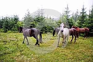 Carpathian horses