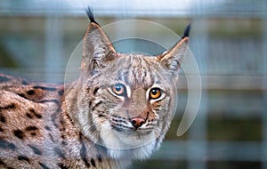 Carpathian Lynx Lynx lynx carpathicus behind caging photo