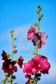 Carpathian mallows on a background of blue sky.