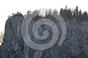 Carpathian Montain rock in Romania, Pine forest