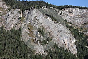 Carpathian Montain rock in Romania, Pine forest