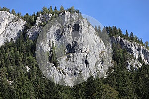 Carpathian Montain rock in Romania, Pine forest