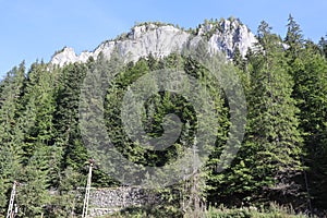 Carpathian Montain rock in Romania, Pine forest