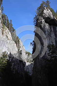 Carpathian Montain rock in Romania, Pine forest