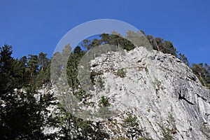 Carpathian Montain rock in Romania, Pine forest