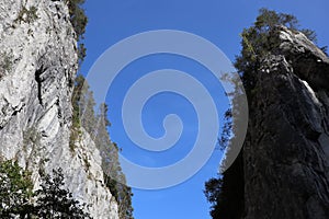 Carpathian Montain rock in Romania, Pine forest