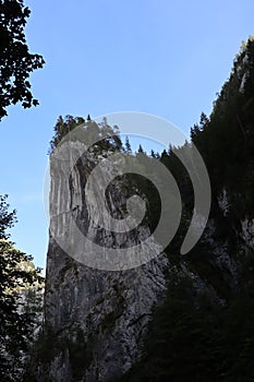 Carpathian Montain rock in Romania, Pine forest