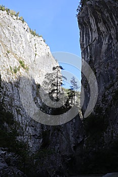 Carpathian Montain rock in Romania, Pine forest