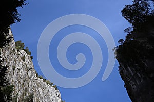 Carpathian Montain rock in Romania, Pine forest