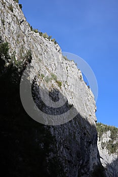 Carpathian Montain rock in Romania, Pine forest