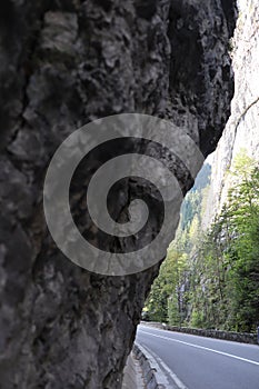 Carpathian Montain rock in Romania, Pine forest