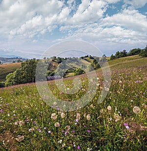 Carpathian mountain countryside summer meadows with beautiful wild flowers