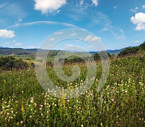 Carpathian mountain countryside summer meadows with beautiful wild flowers