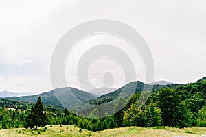 Carpathian Mountain Forest With Evergreen Trees In Fog Landscape