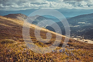 Carpathian mountain meadows, blue flowers top hill