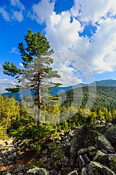 Carpathian Mountain summer landscape with big pine tree, sky with cumulus clouds, fir forest and slide-rocks Ihrovets, Ukraine