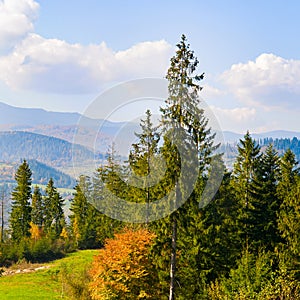 Carpathian mountains, autumn coniferous forest and bright sunrise