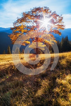 Carpathian Mountains. Autumn tree in the rays of the setting sun on a background of mountains.