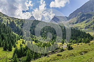 Carpathian mountains covered by green pine forests.