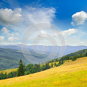 Carpathian mountains. grassy meadows and forested hill