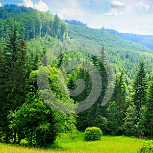 Carpathian mountains. grassy meadows and forested hill