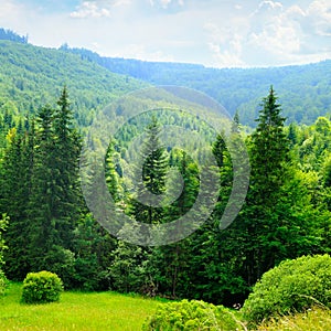 Carpathian mountains. grassy meadows and forested hill