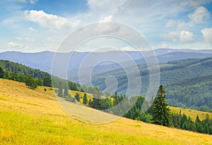 Carpathian mountains. grassy meadows and forested hill