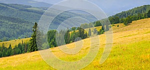 Carpathian mountains. grassy meadows and forested hill. Wide photo