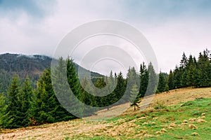 Carpathian Mountains. Landscape with firs. Ukrai photo