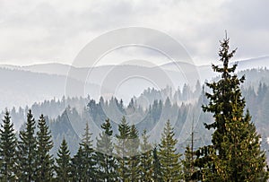 The Carpathian Mountains with pines forest, colored trees, cloudy vibrant sky, autumn-winter time. Predeal, Romania