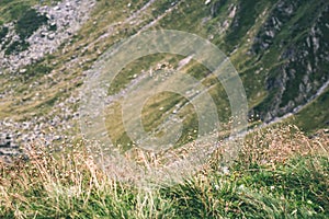 Carpathian mountains in summer - vintage film effect