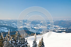Carpathian mountains, Ukraine. Wonderful snow-covered firs against the backdrop of mountain peaks. Panoramic view of the