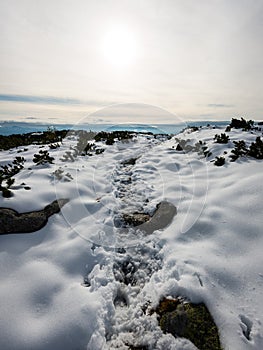 Carpathian mountains in winter snow