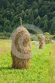 Carpathian mow