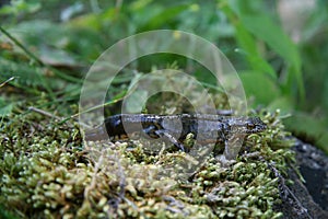 Carpathian Newt - Lissotriton montandoni