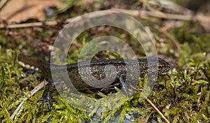 Carpathian Newt - Lissotriton montandoni