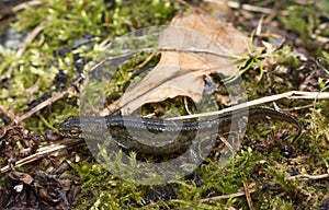 Carpathian Newt - Lissotriton montandoni