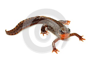 Carpathian newt (Lissotriton montandoni) on white